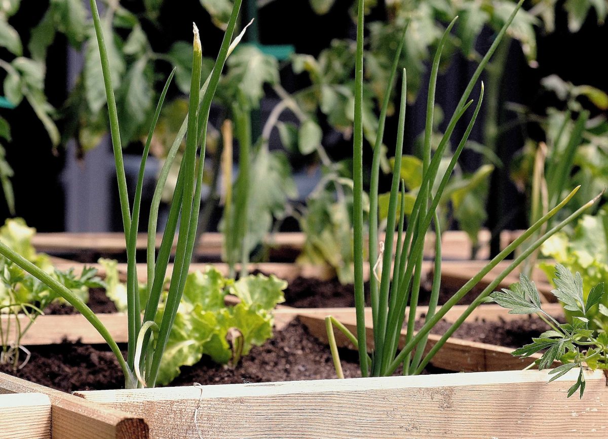 Ideas para montar un huerto en tu terraza o jardín (con gallinero incluido)